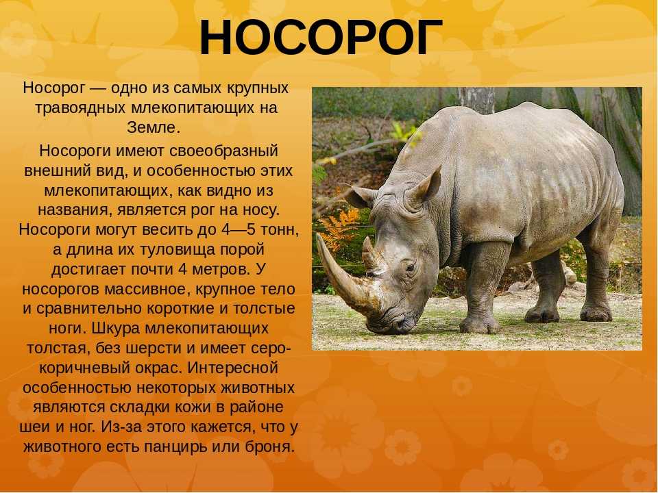 Суматранский носорог | мир животных и растений