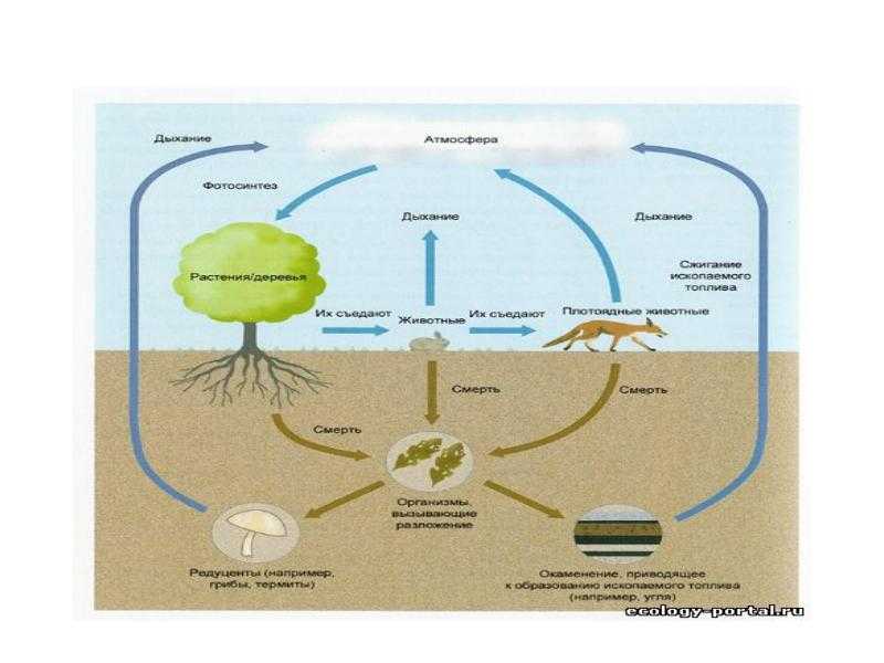 Круговорот азота в природе ℹ️ описание, схема, этапы и последовательность процесса, участие организмов, роль атмосферного азота в жизни, влияние человека