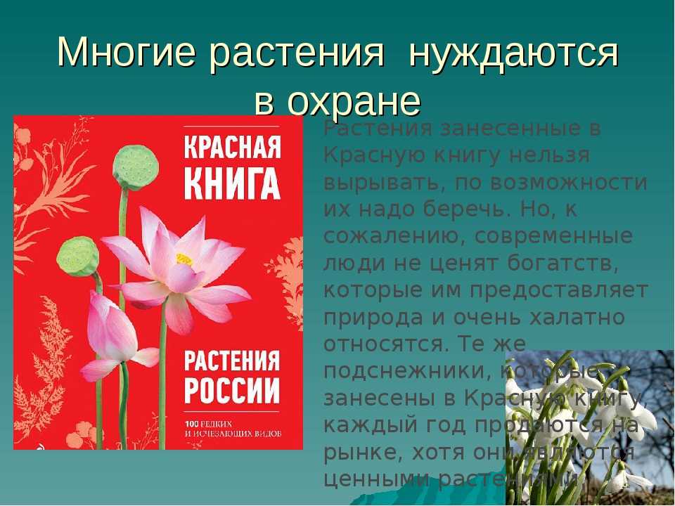 Красная книга россии - интересные факты - наука просто