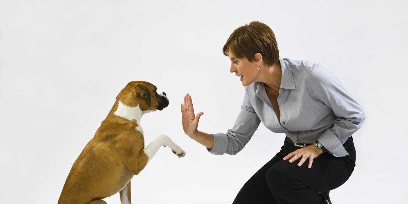 Как отучить собаку лаять на всех подряд: советы кинолога | ваши питомцы