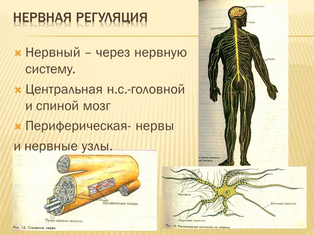 Нервная система 9 класс презентация. Нервная система человека. Нервная система биология. Биология человека нервы. Нервная система презентация.