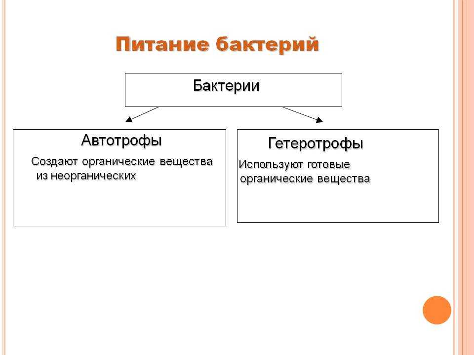Автотрофы, примеры автотрофных организмов в биологии, чем гетеротрофные организмы отличаются от автотрофных, что значит автотрофное питание | tvercult.ru