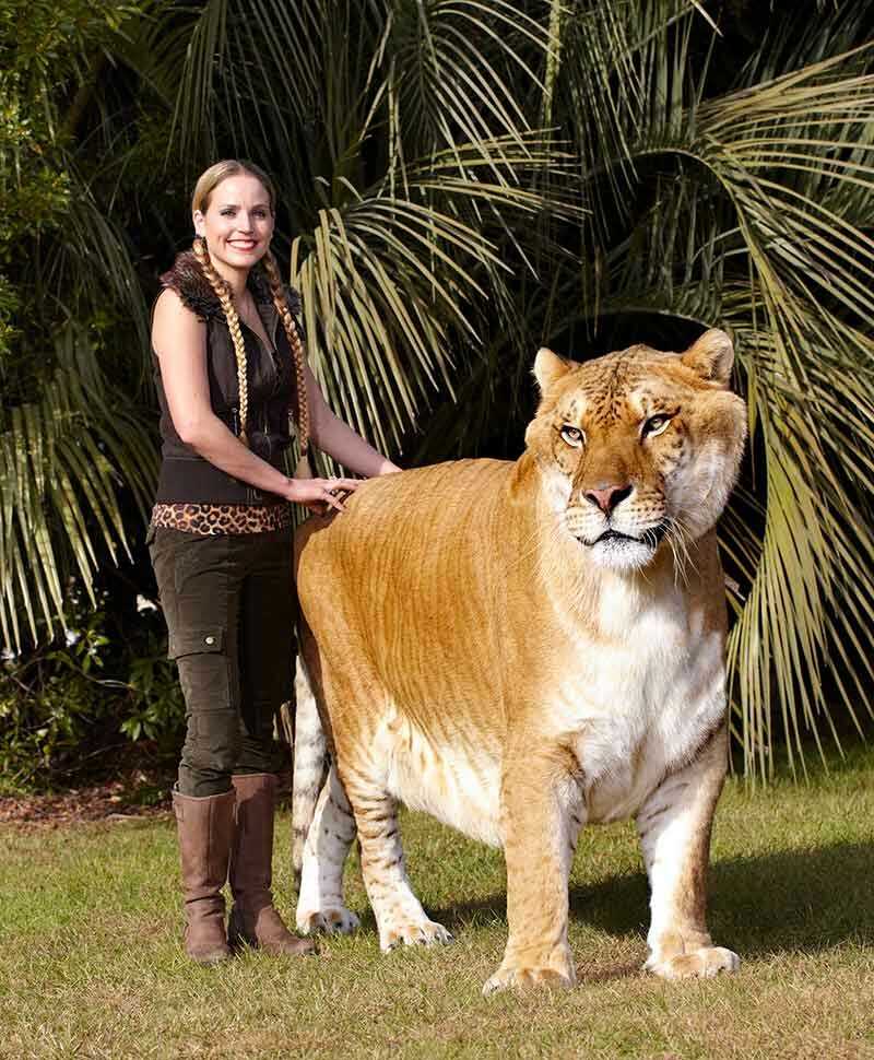 23 самых больших животных мира