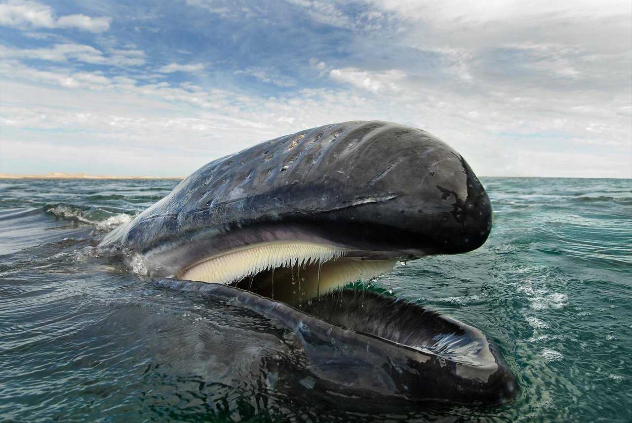 Топ 10 самых удивительных фактов про дельфинов