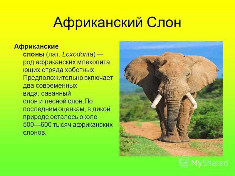 Проект слон — больше, чем животное/значение хобота в жизни слона — letopisi.ru