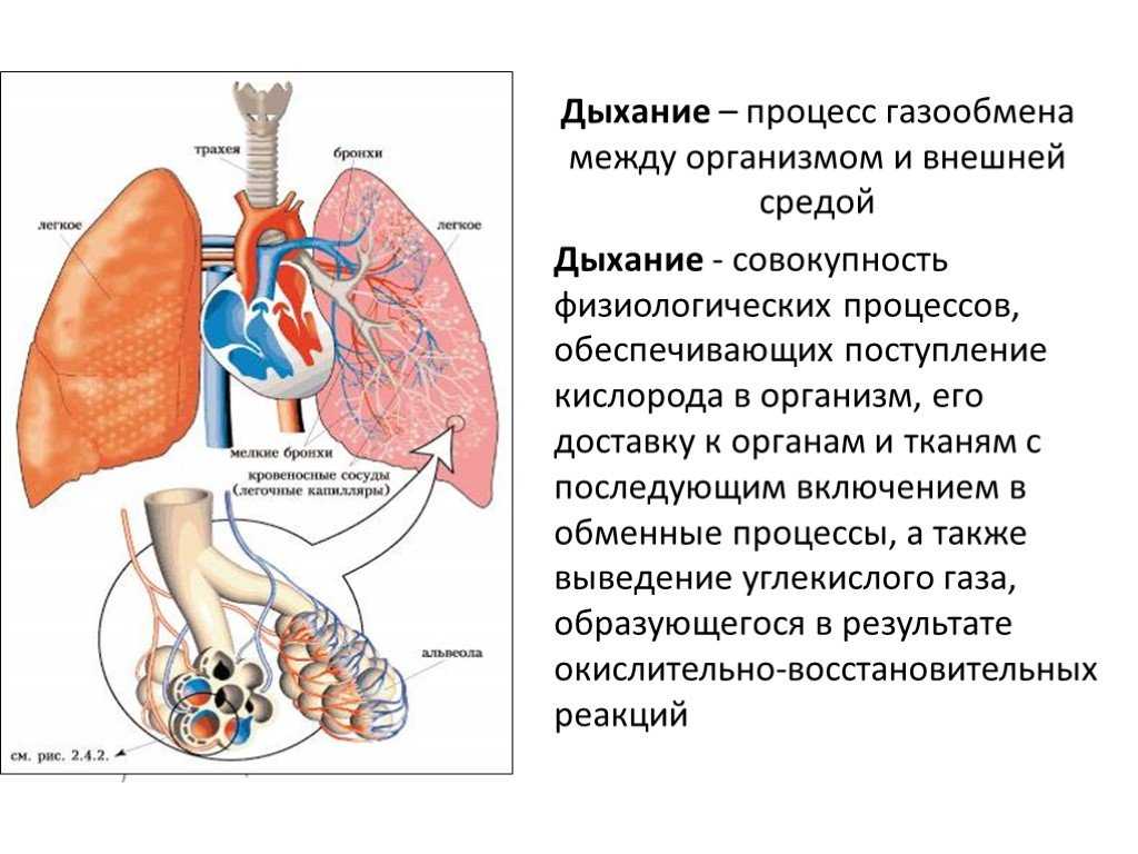 Процесс вдоха человека. Схема процесса дыхания. Физиология дыхательной системы. Этапы процесса дыхания человека. Строение бронхолегочной системы человека.