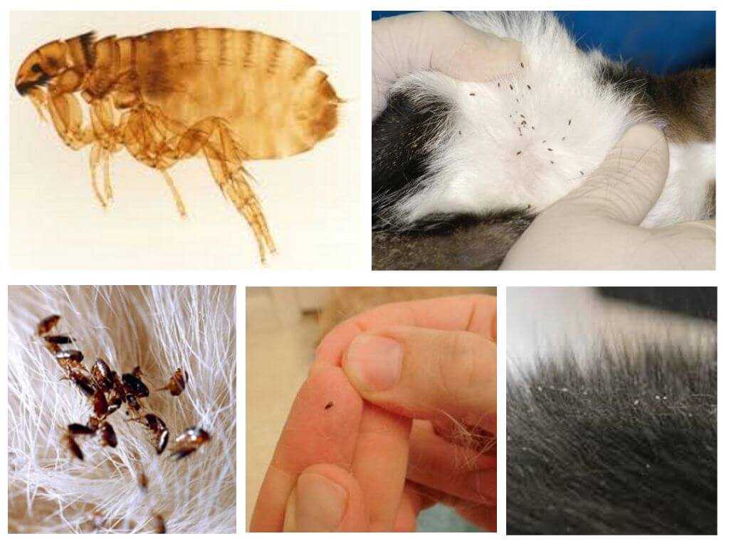 Симптомы заражения животного, как опознать паразита по фото, чем опасен педикулез для кошки и человека Чем лечить, в том числе и народные методы
