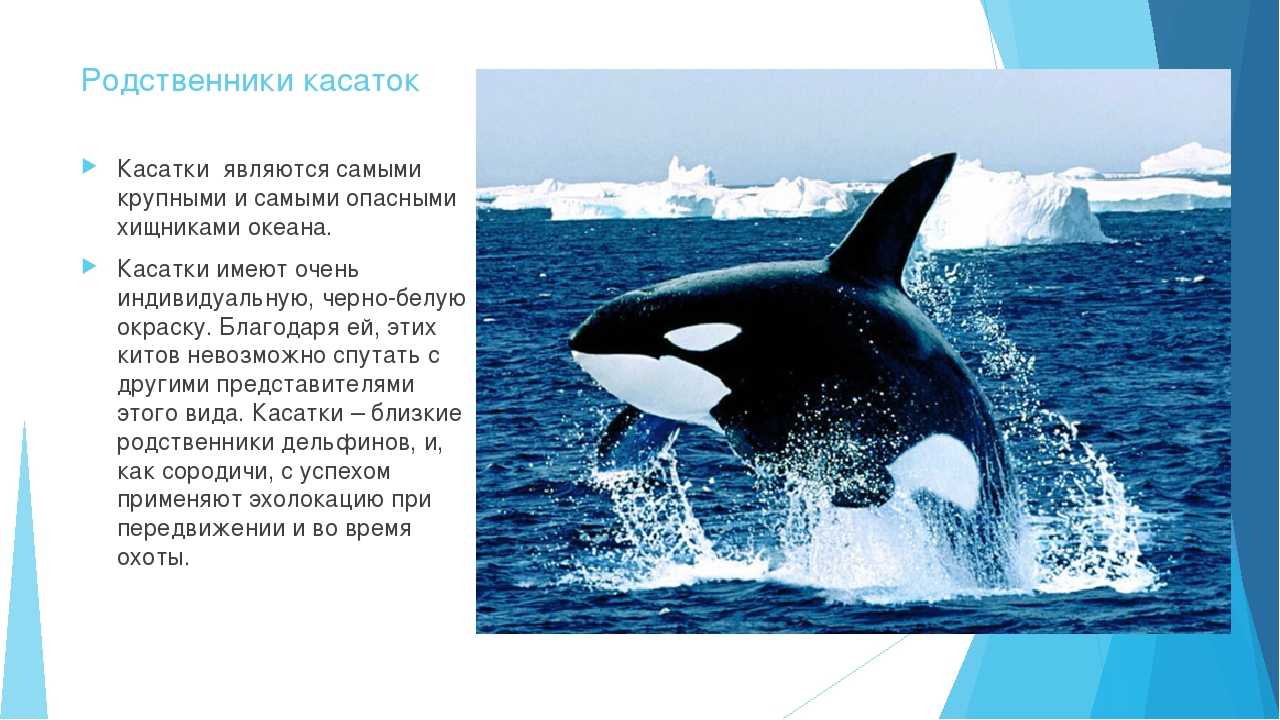 Косатка (orcinus orca) – кит семейства дельфиновых
