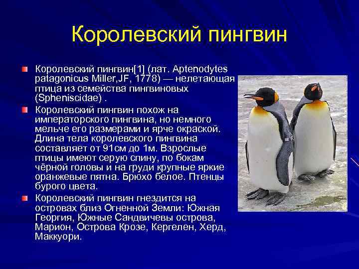 Виды пингвинов. описание, названия, особенности, фото и образ жизни видов пингвинов