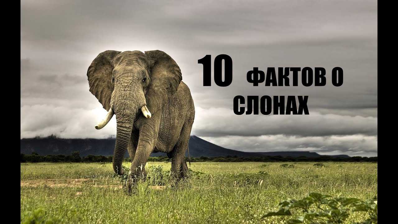 Слоны: интересные факты из жизни животных | интересный сайт