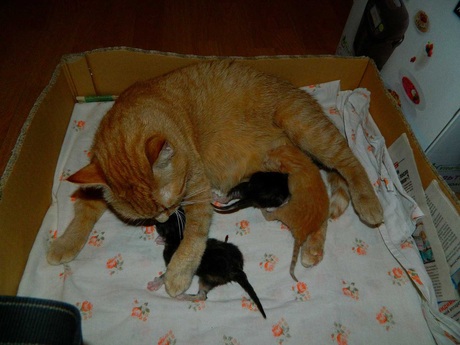 Беременность у кошки и ее самые первые признакиветлечебница рос-вет