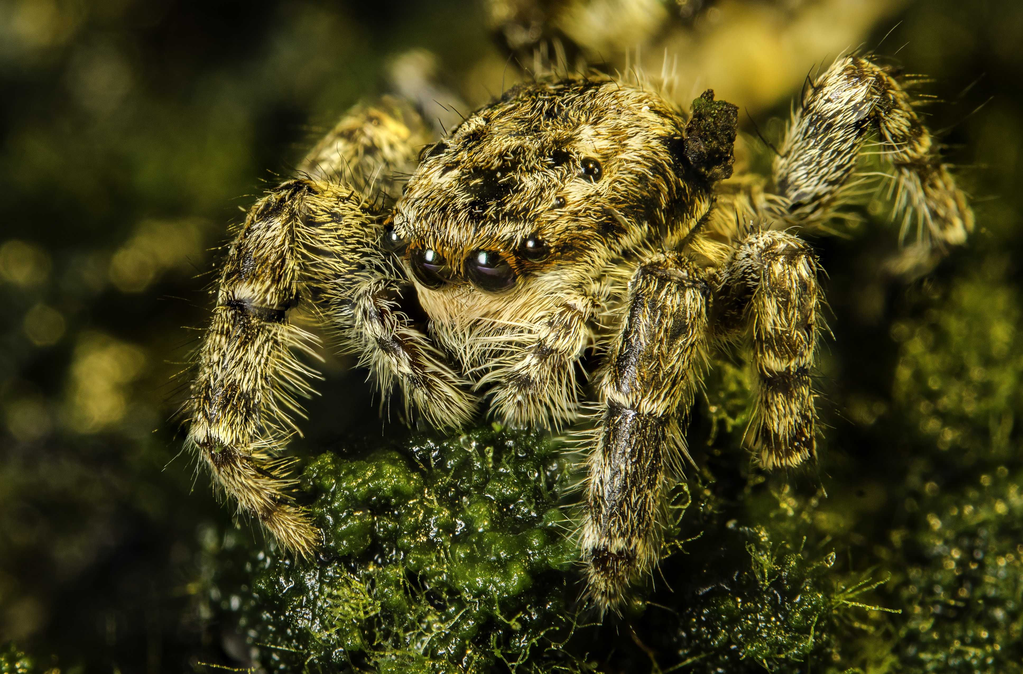 Интересные факты о паукообразных. класс паукообразные: 10 интересных фактов