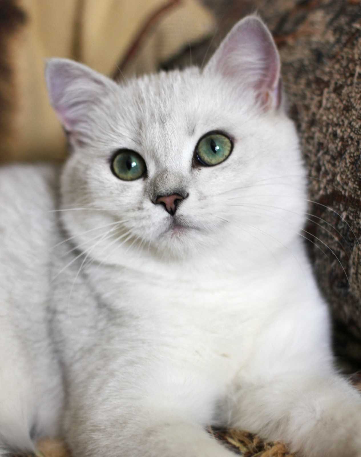 Котята Британцы Шиншиллы Фото