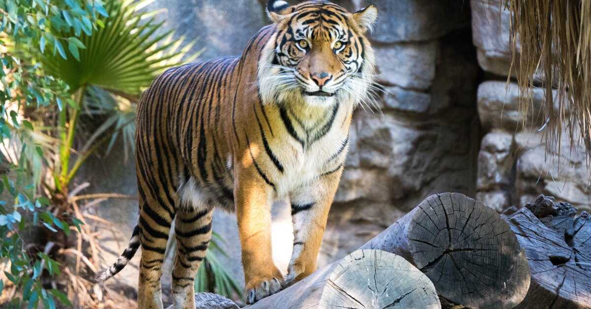 Где живут тигры в россии и зарубежных странах?