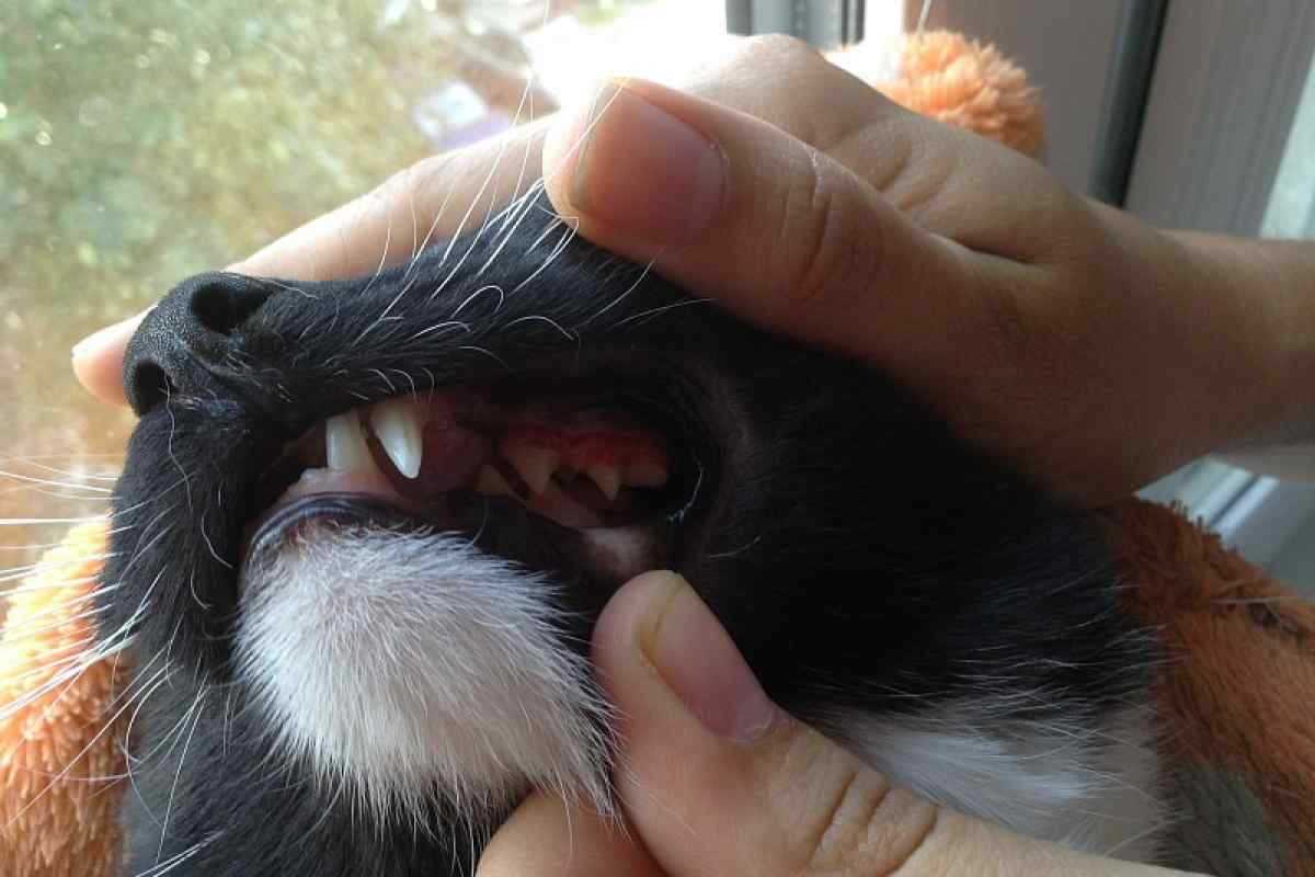 Воспаление десен у кошек
