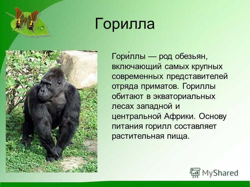 Горилла обезьяна. образ жизни и среда обитания гориллы