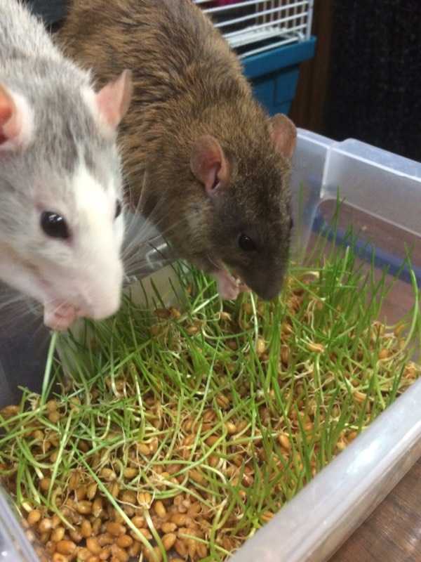 Что ест крыса в дикой природе и в домашних условиях?
