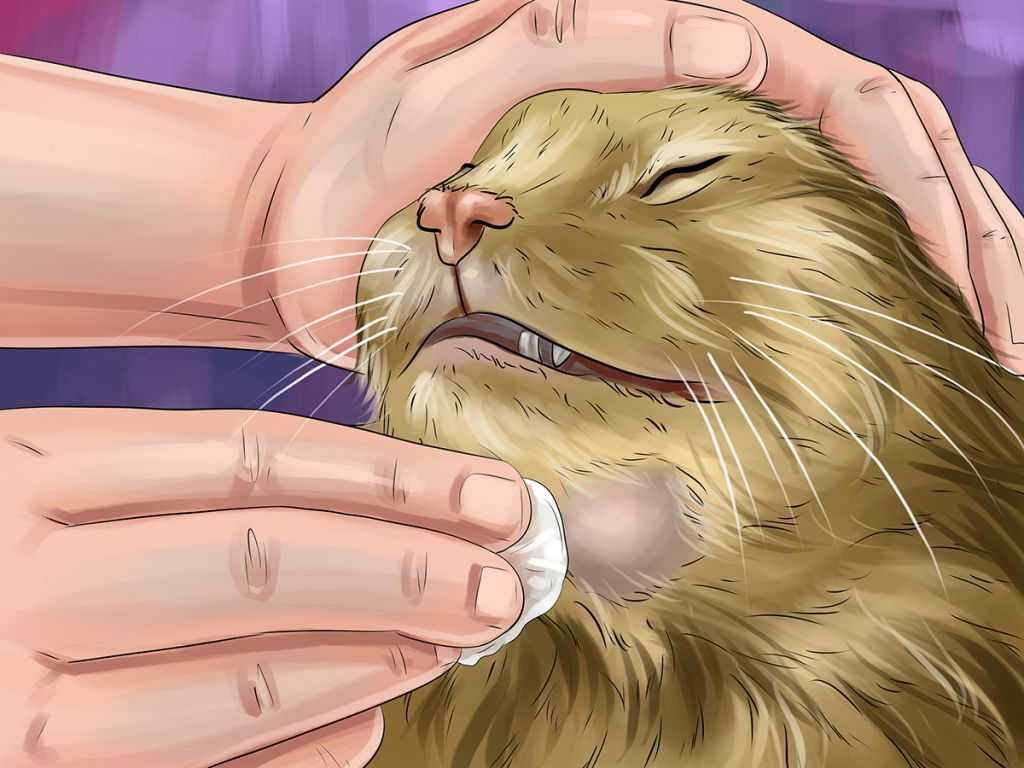 Акне у кошек: причины и симптомы, лечение и профилактика