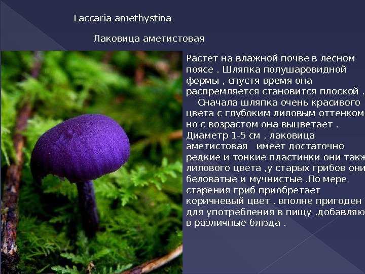 Ядовиты грибы. доклад. биология. 2010-06-10