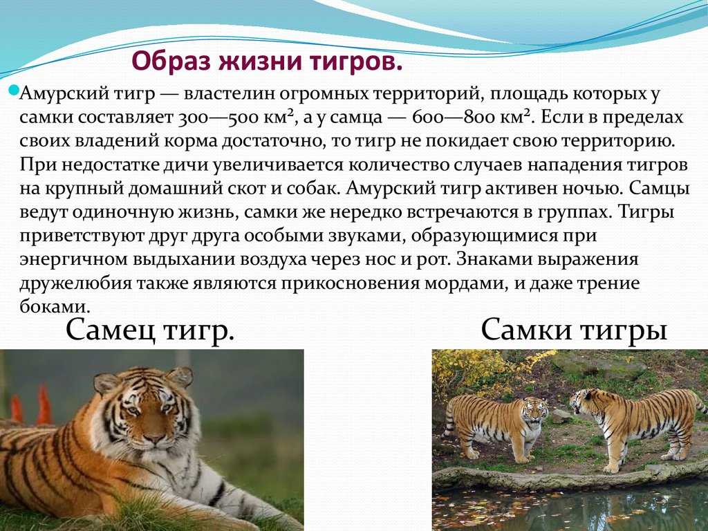 Тигр: все самое интересное о его повадках, образе жизни