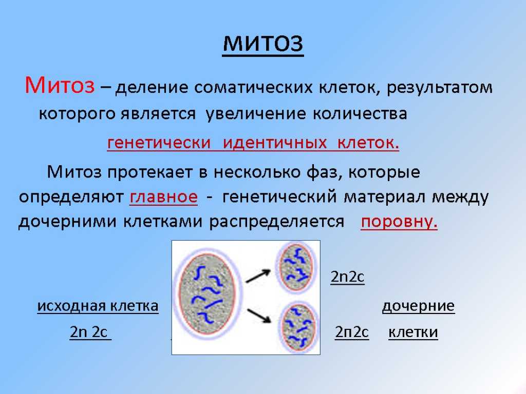 Гаплоидная клетка с двухроматидными хромосомами. Периоды митотического деления клетки. Митоз фазы и значение. Мейоз деление клеток эукариот. Обозначить фазы митотического деления клетки.