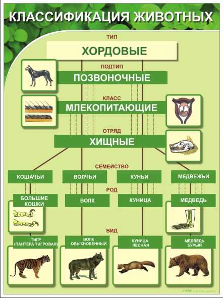 Категория группы организмов. Классификация животных 7 класс биология таблица. Систематика животных 7 класс биология. Царство животных типы классы отряды семейства. Систематику животных (типы и классы).