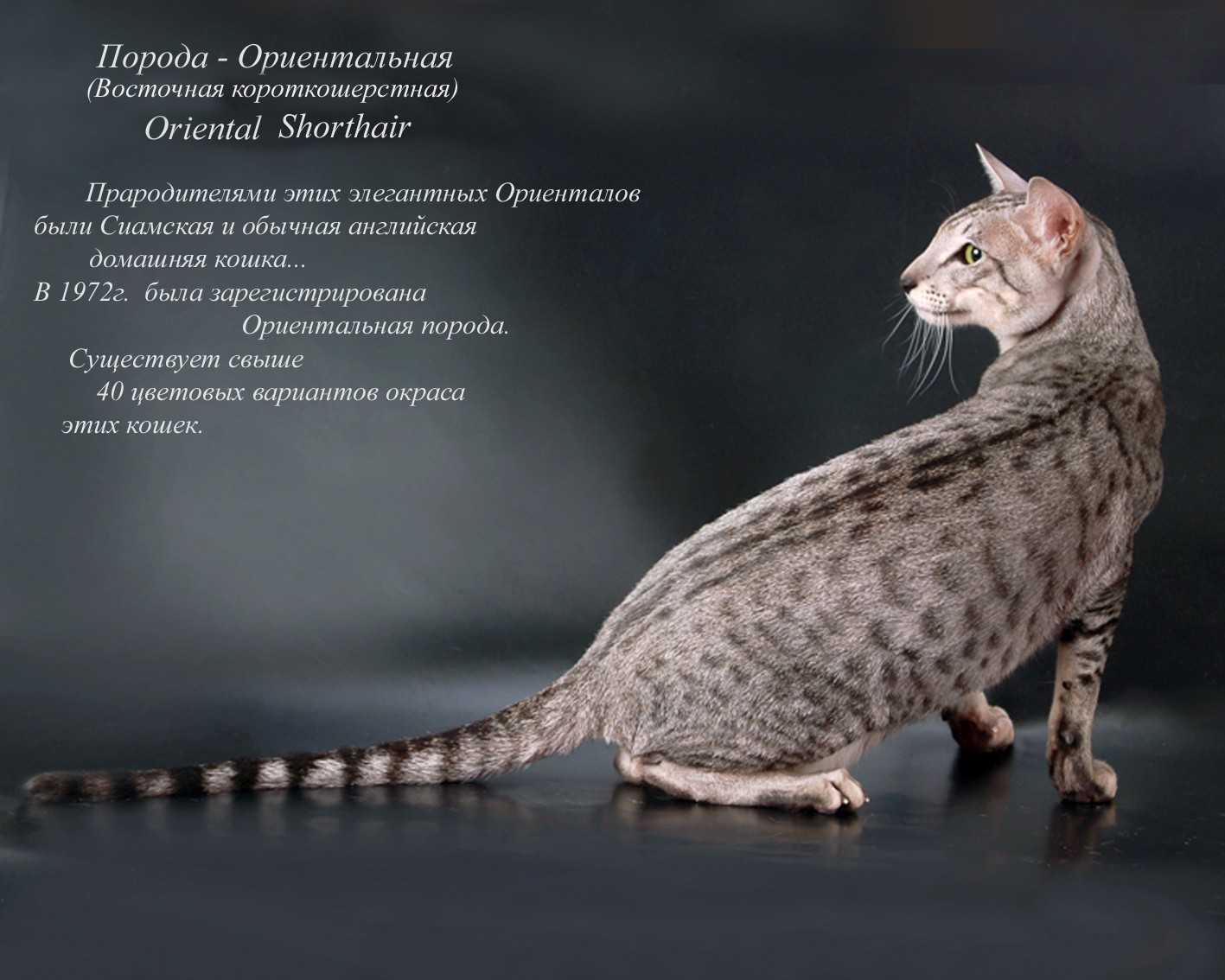 Породы кошек: фото и названия (длинношерстные, короткошерстные, лысые)