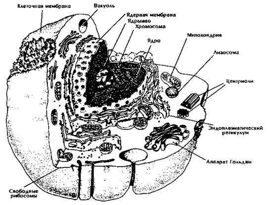 Органеллы (органоиды) клетки