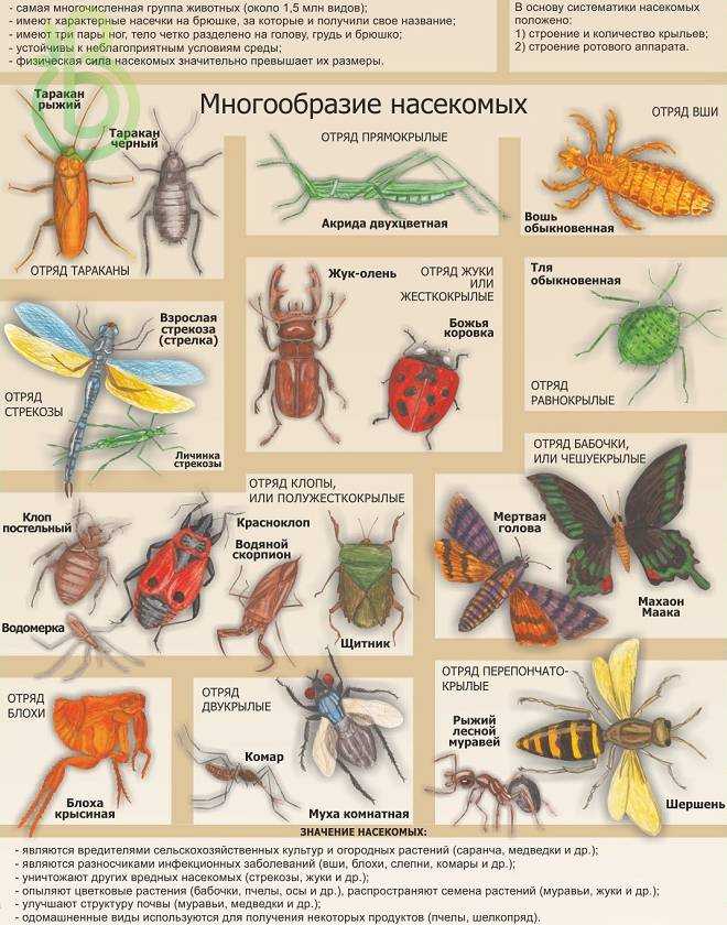 ОТВЕТ: Науке известно более 1 млн видов насекомых и практически все они появляются на свет из