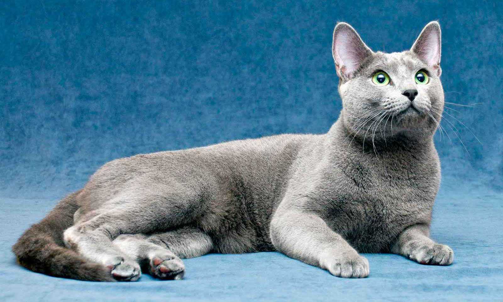 Самые популярные кошки: топ-10 пород, которых любит весь мир! а также 10 популярных в россии пород кошек