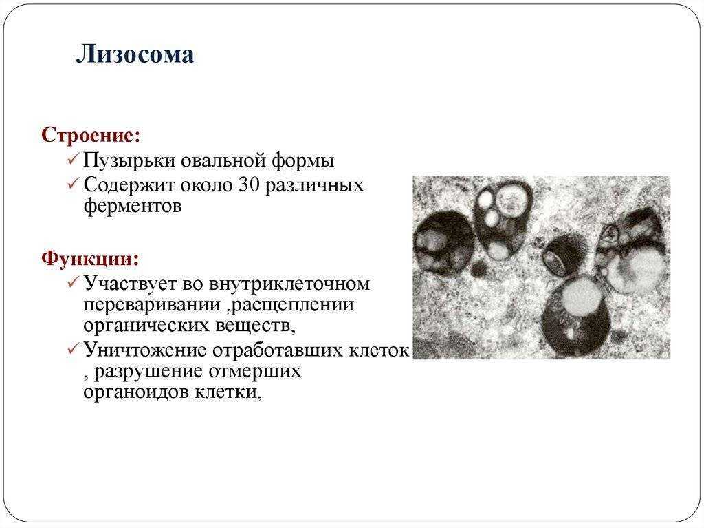 В лизосомах происходит. Строение лизосомы эукариотической клетки. Функции лизосомы в эукариотической клетке. Лизосомы строение и функции. Лизосомы эукариот строение.