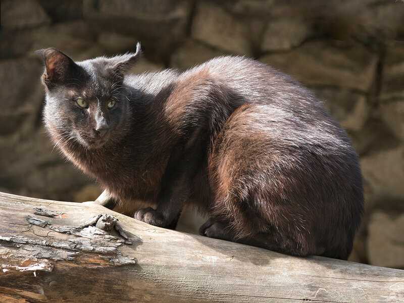 Камышовый кот (хаус): фото, описание, окрасы, характер породы
