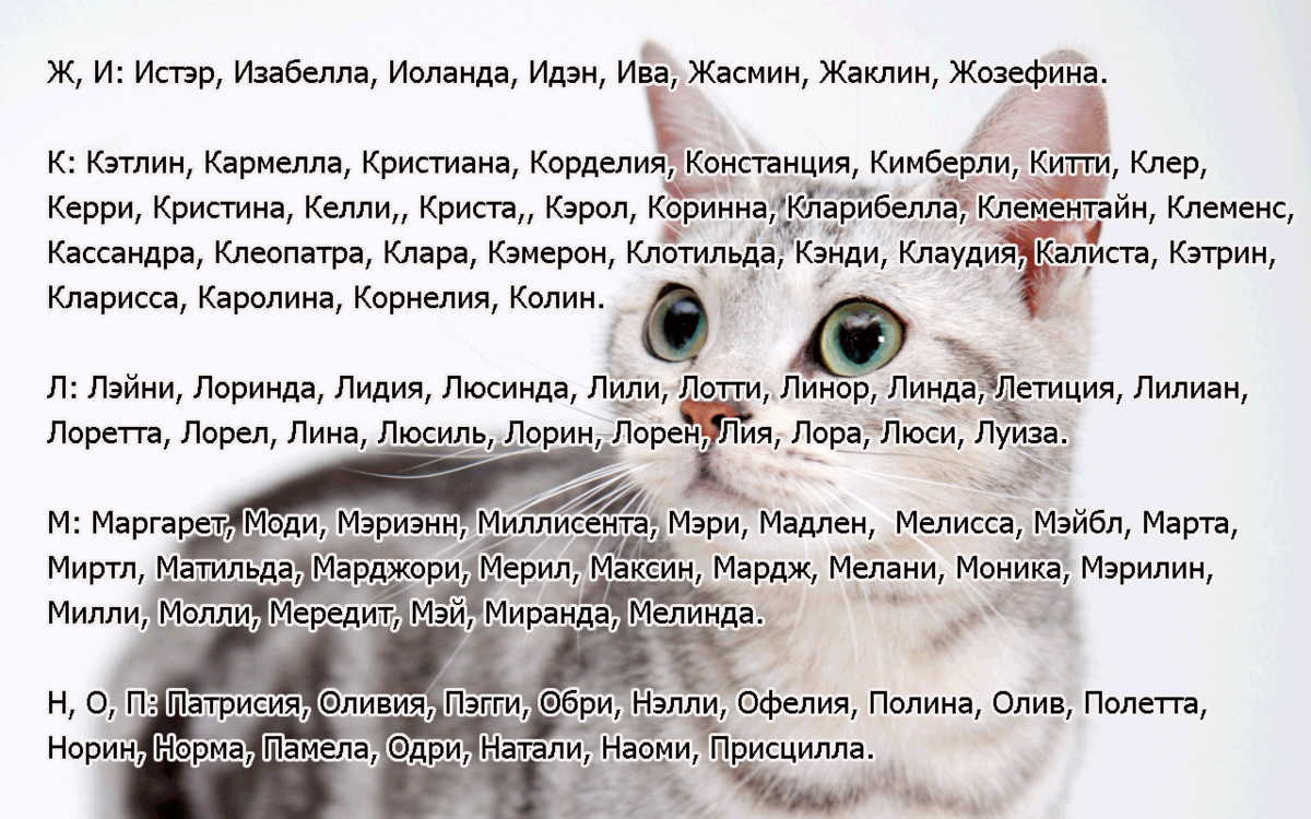 Красивые и редкие имена для кошек и котят девочек. список лучших имен русских, английских, японских, египетских для породистых и простых черных, серых, белых рыжих и трехцветных кошек девочек