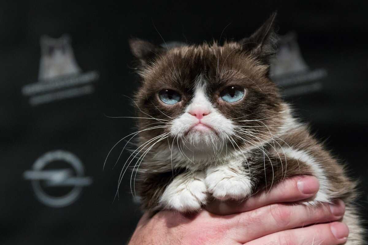 Самый грустный кот в мире – grumpy cat — 7 шагов к популярности