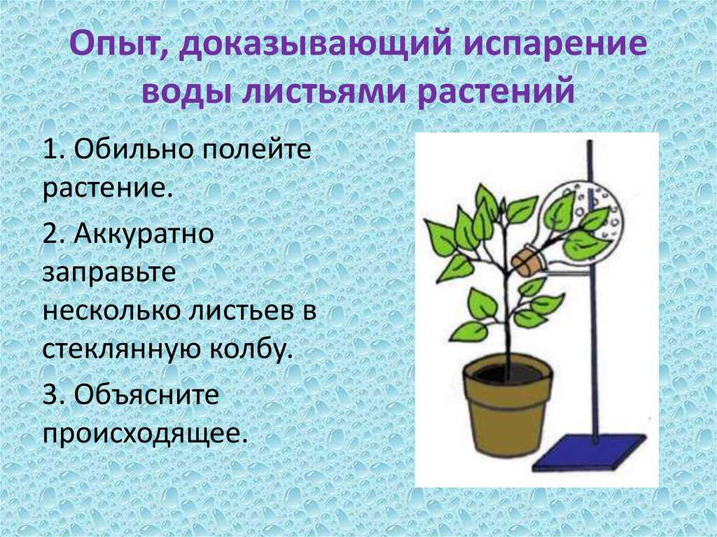 У какого растения сильнее проявляется корневое давление. Опыт доказывающий испарение воды листьями. Опыт по транспирации у растений.