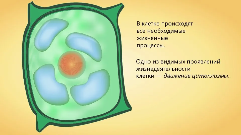 Какие функции выполняет цитоплазма в бактерии?