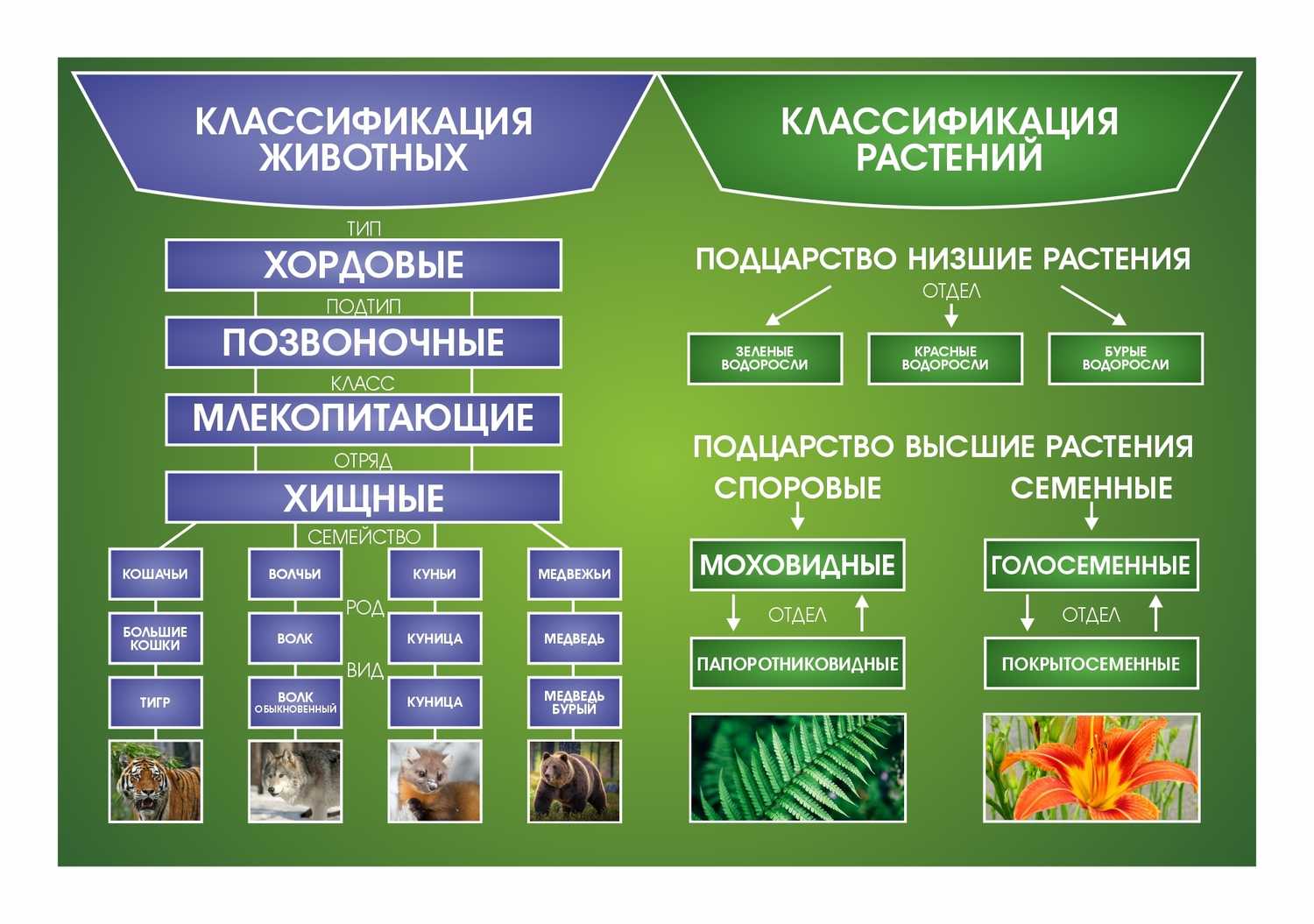 Популяционная структура вида, ее определение и основные характеристики