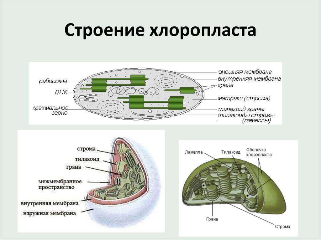 Пластиды - их строение и функции: растительная клетка, что такое лейко- и хромопласты, хлорофилл | tvercult.ru