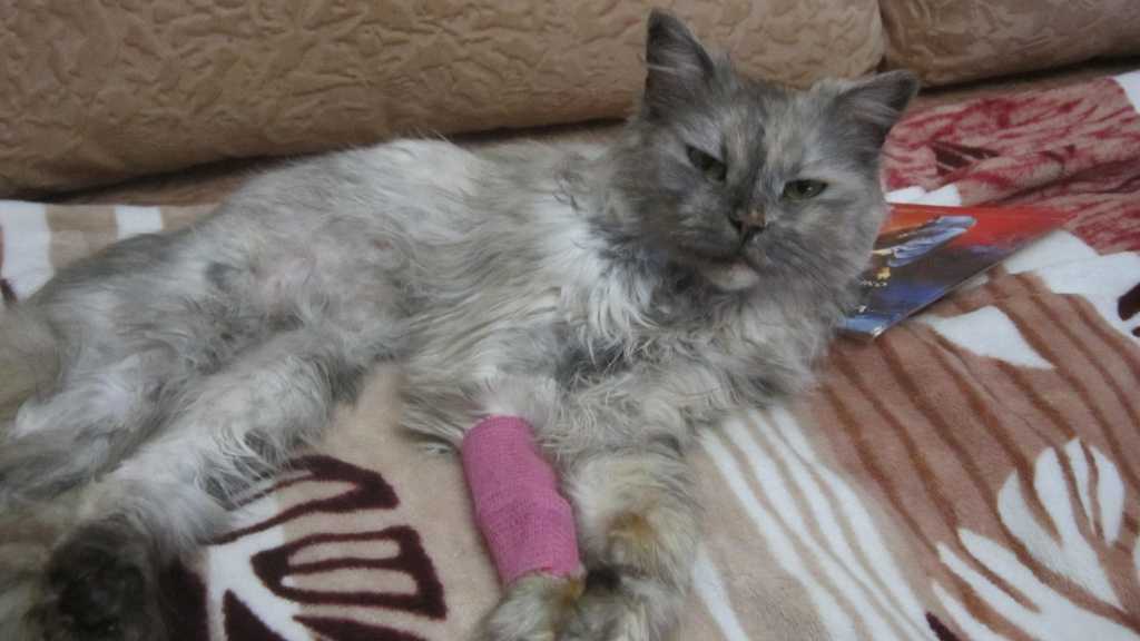 Чумка у кошек - симптомы и лечение. первые признаки чумки у кошек :: syl.ru
