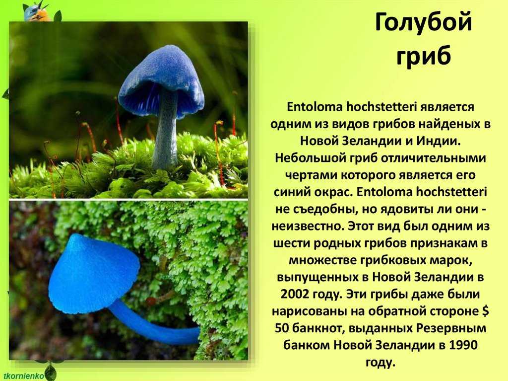 Доклад-сообщение на тему: “грибы паразиты”