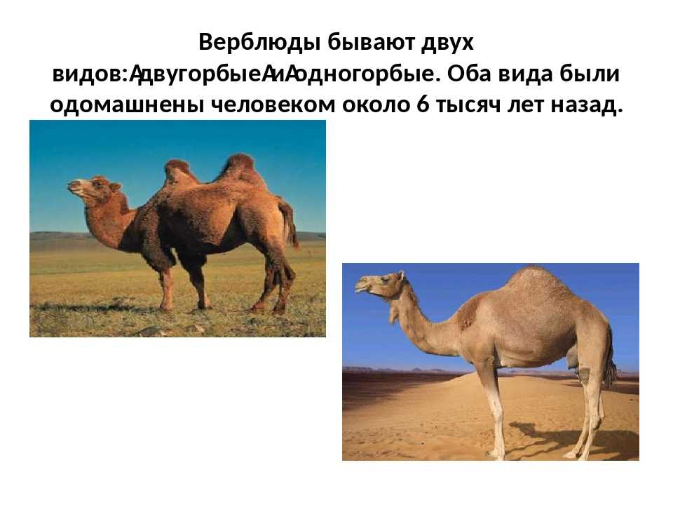 Доклад верблюд (сообщение) (описание для детей)