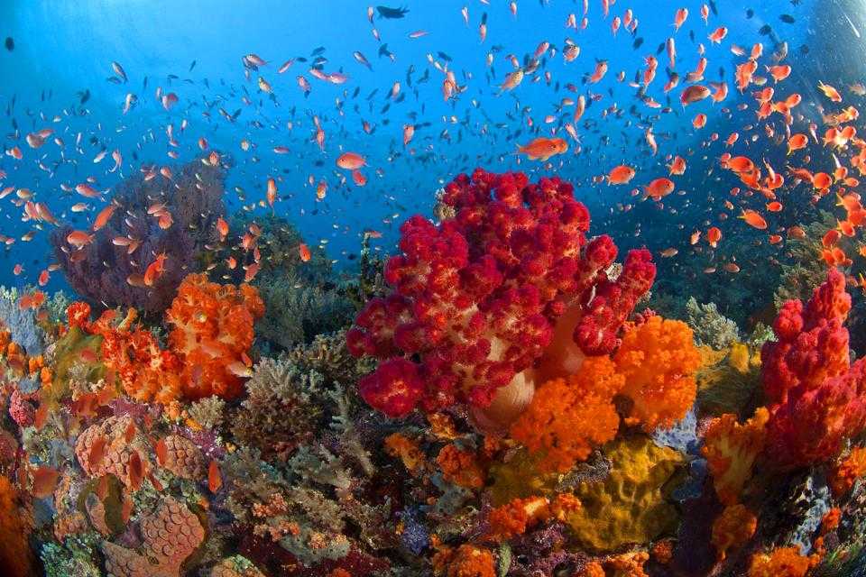 Коралловые рифы являются известковыми органогенными геологическими структурами В основном они состоят из кораллов, которые образуются с помощью маленьких беспозвоночных морских животных