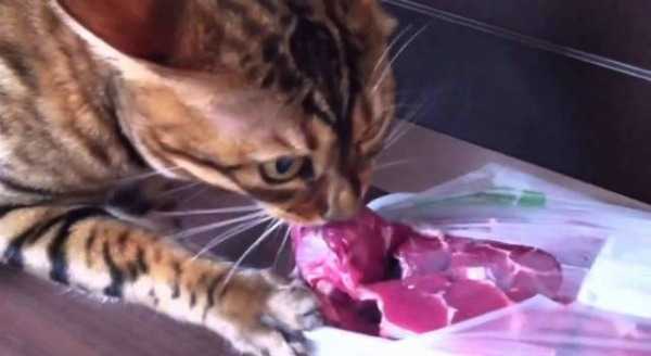 Чем кормить бенгальского котенка: меню по возрастам