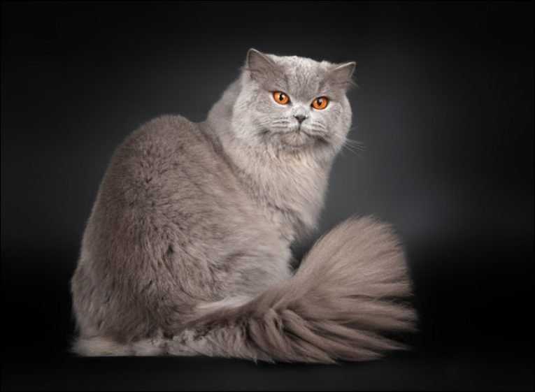 Британские короткошерстные кошки: описание породы, характер, здоровье