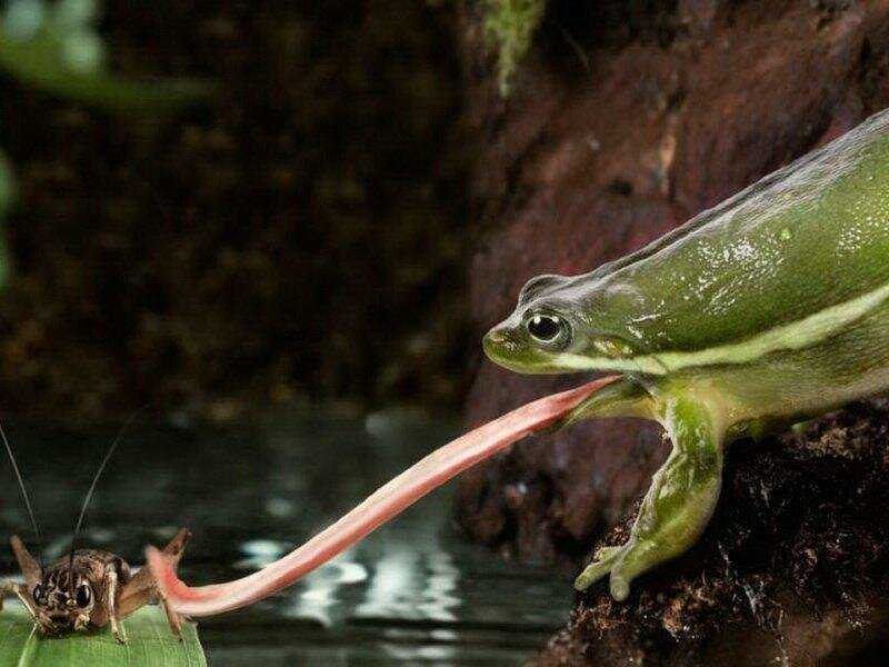 Лягушка травяная. травяная лягушка: описание, фото, места обитания, образ жизни