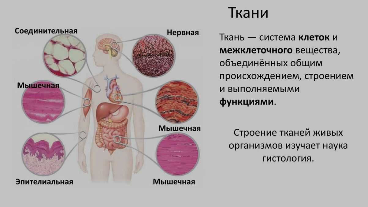 Размеры клеточных структур | cell biology.ru