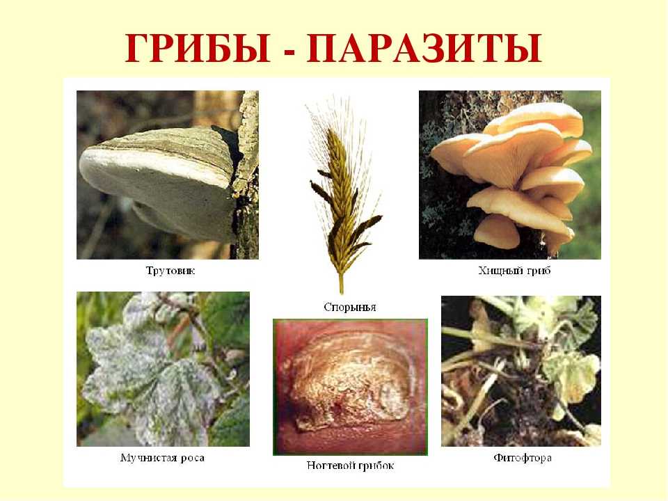 Доклад-сообщение про грибы — природа мира