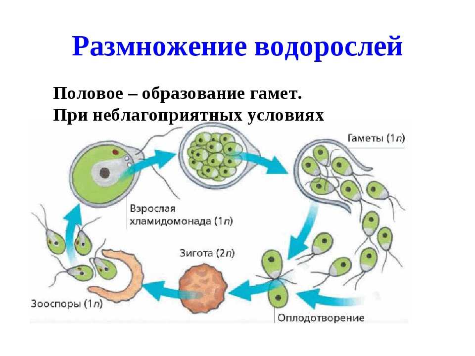 С помощью какой мужской клетки происходит размножение. При каких условиях происходит бесполое размножение водорослей. Схема размножения зеленых водорослей. Схема размножение водоро. Размножение одноклеточных водорослей схема.