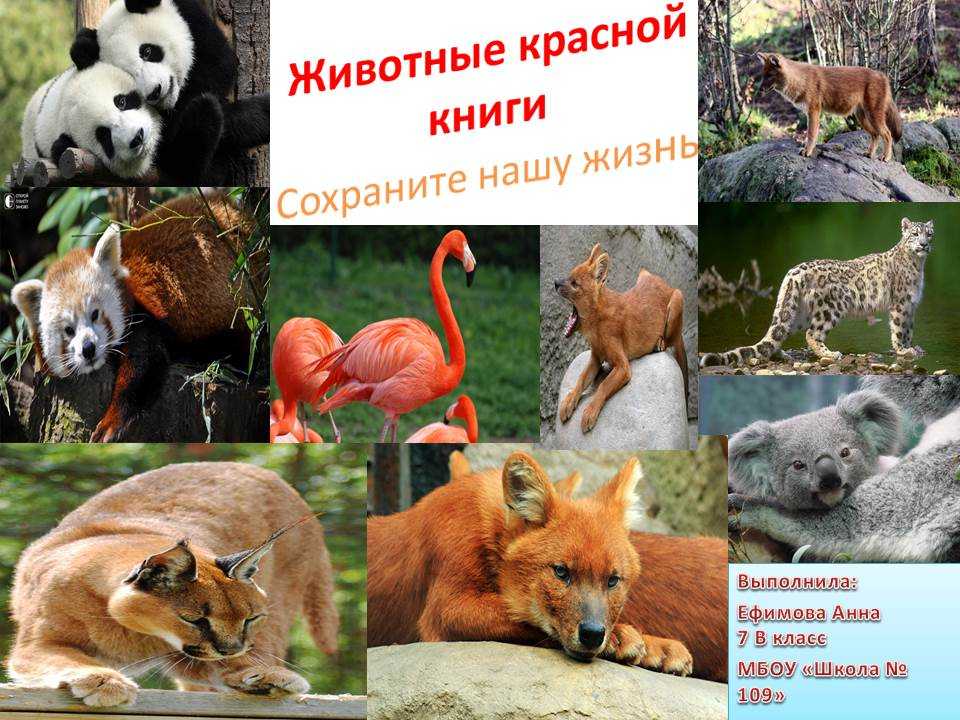 Животные красной книги россии | животный мир