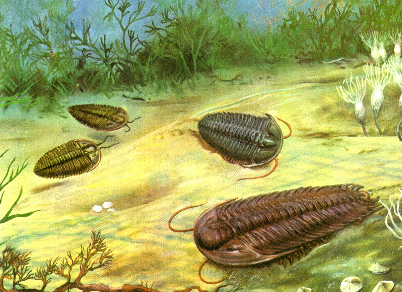 Характеристика силурийского периода (444 - 419 млн лет назад) — природа мира